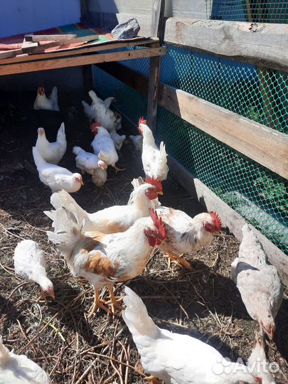 Молодые петухи