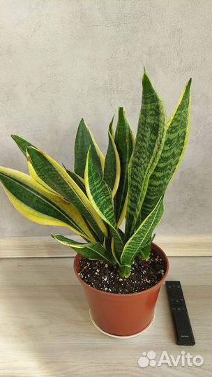 Сансевиериии, диффенбахия