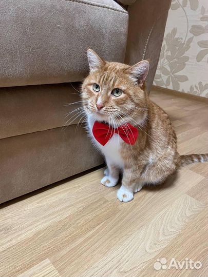 Котик в добрые руки