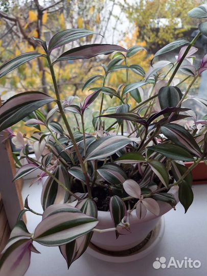 Традесканции сортовые Часть 1