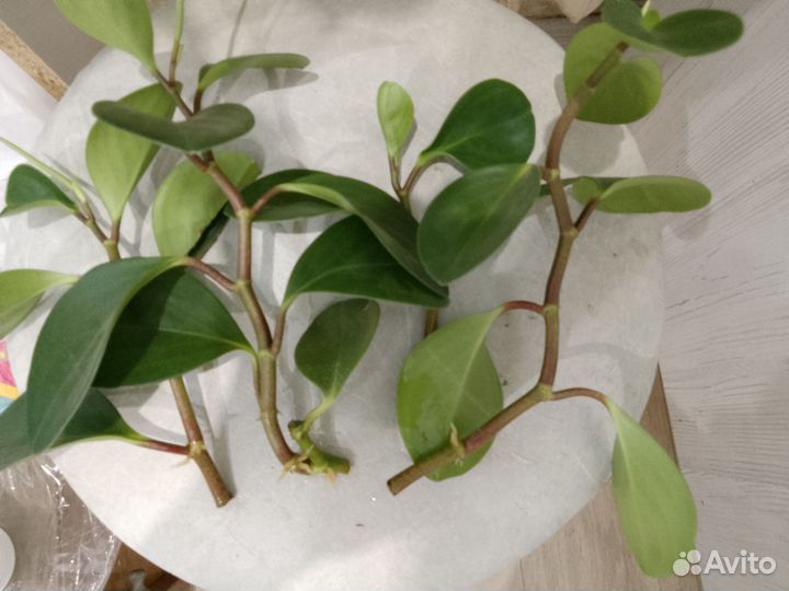 Пеперомия туполистная