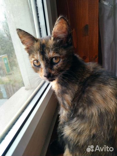 Кошечка богатка 2 мес