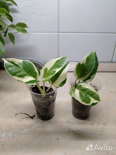 Фиалка, эпипремнум, филодендрон, фикусы