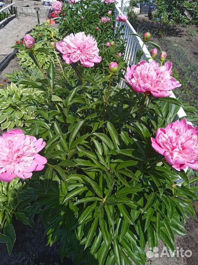 Георгины, пионы