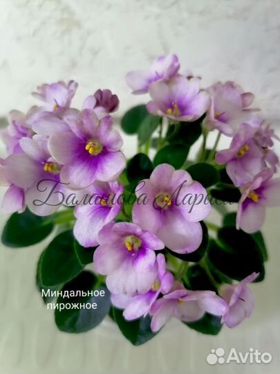 Фиалки мини
