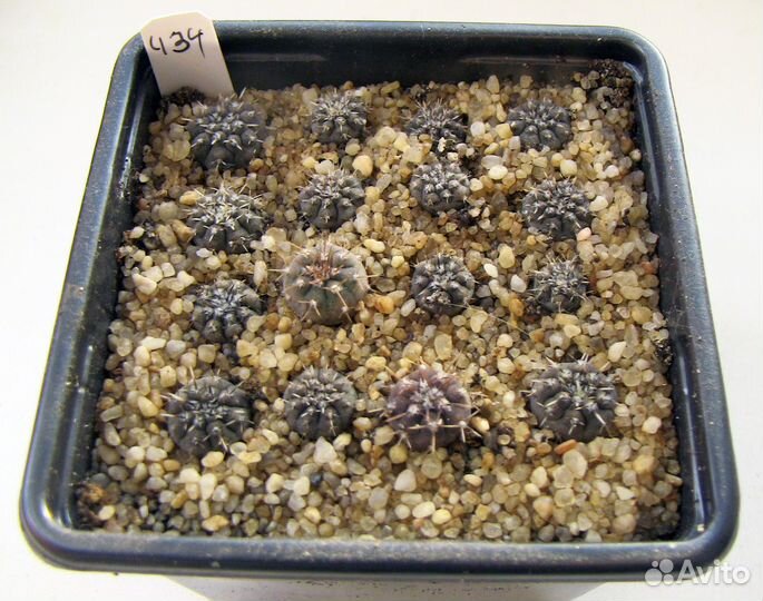 Кактусы сеянцы