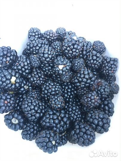 Саженцы ежевики Агавам