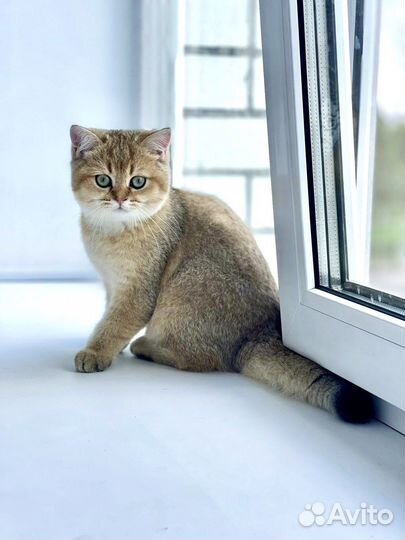 Золотая британская шиншилла ny11