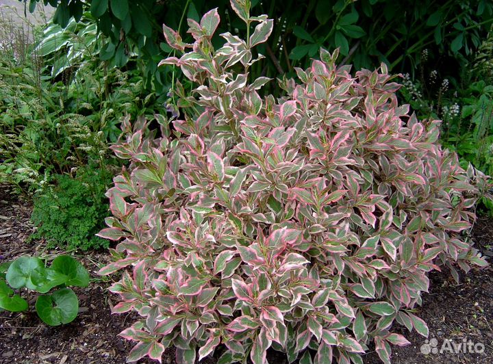 Вейгела пестр. нана вариегата (Nana Variegatа)