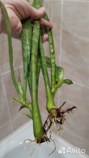 Сенсевиерия с корешками