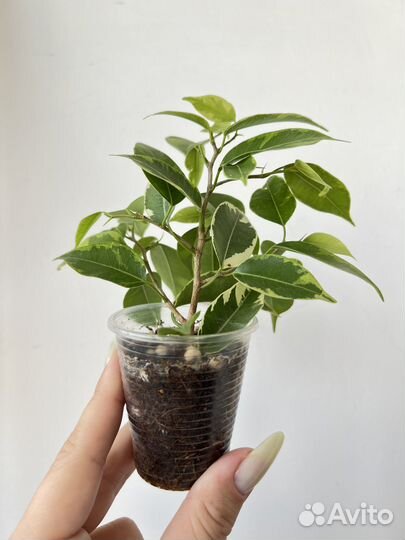 Фикус бенджамина кинки