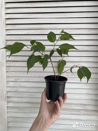 Фикус бенджамина