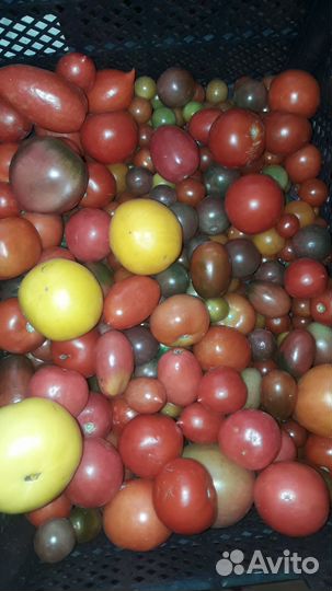 Помидор 4 кг, Солнеч