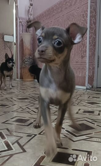 Щенки русский той-терьер