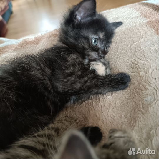 Кошечка в добрые руки