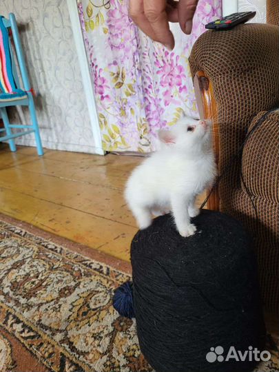 Турецкая ангора