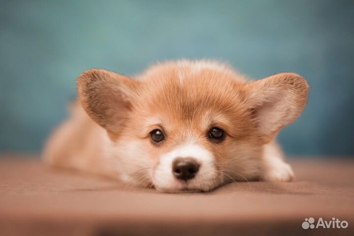 Крепкая девочка, вельш корги пемброк