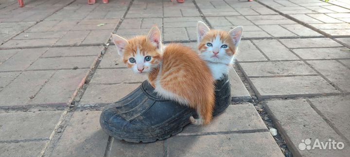 Котята мальчики бесплатно