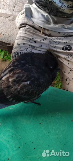 Голубь Африканский (пакет в подарок)