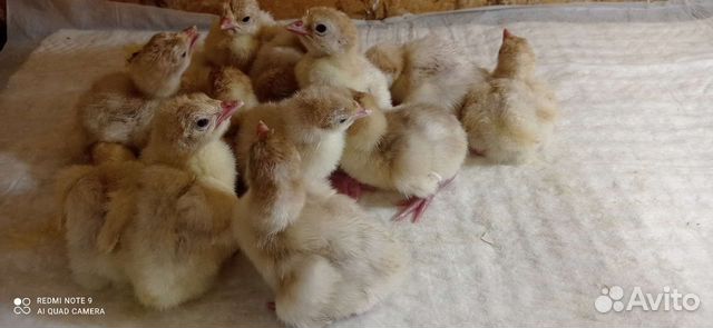 Индюки индюшата