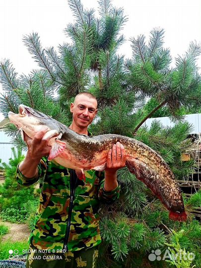 Квок на сома