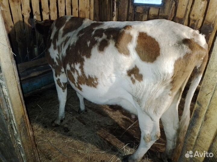 Корова дойная
