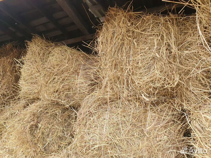 Сено в кипах