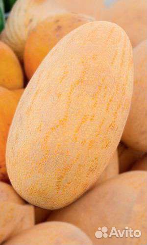 Арбуз. Дыня торпеда. Фрукты. Есть доставка