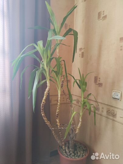 Пальма юкка в горшке