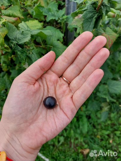 Черная смородина свежая