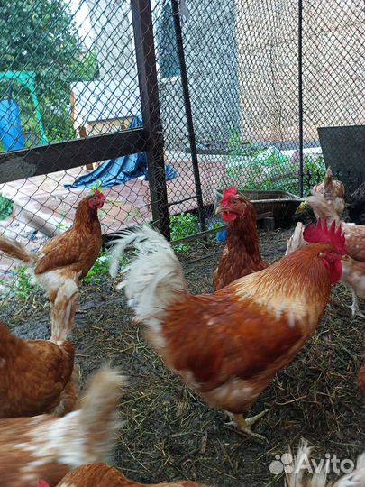 Петух ломан браун