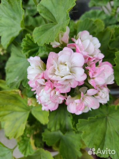 Сортовые пеларгонии