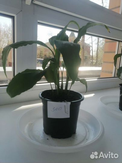 Спатифиллум