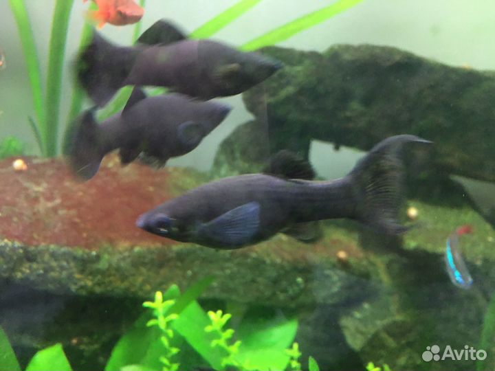 Молинезии черные