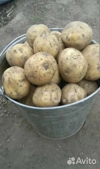 Продам картофель
