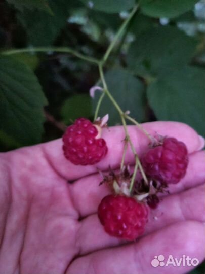 Смородина крыжовник тибеская малина