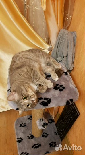 Когтеточка 