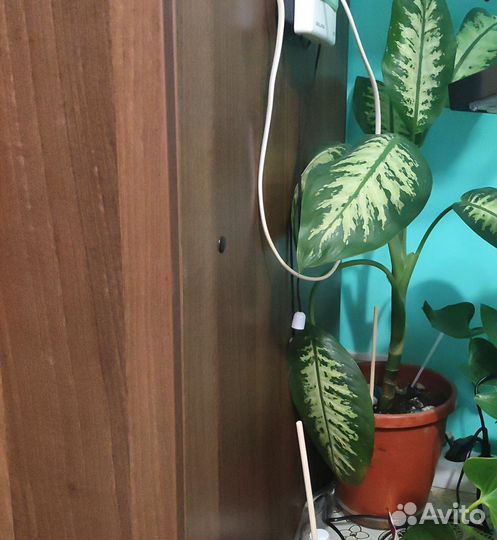 Комнатные цветы антуриум