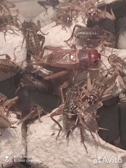 Сверчки домовые