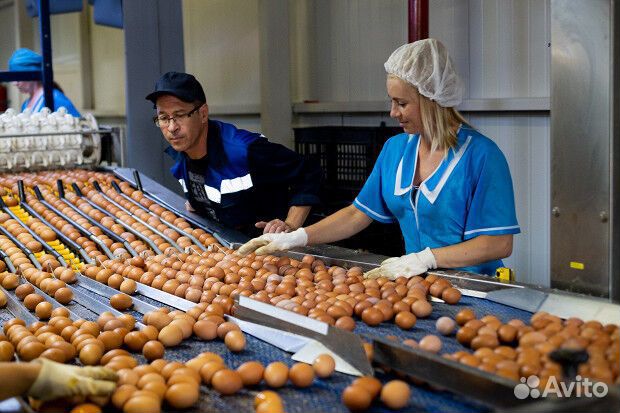 Вахта Фасовщик яиц Москва / Проживание+питание