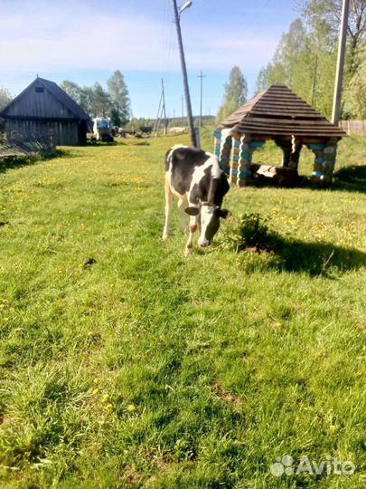 Коровы и телята