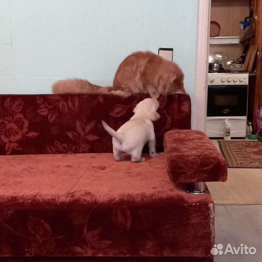 Лабрадор ретривер щенки