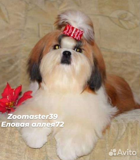 Еловая аллея 72 стрижка собак и кошек, окрашивание