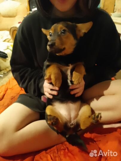 Двор терьер