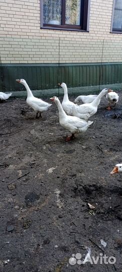 Утки агидель