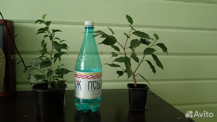 Комнатные растения(фикусы Бенджамина)