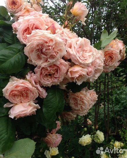 Розы окс,саженцы разные, информация в тексте