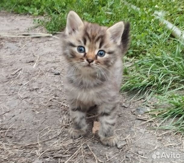 Котята отдам бесплатно