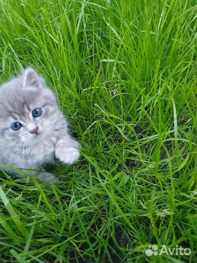 Кошка в дар бесплатно