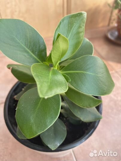 Клузия росеа